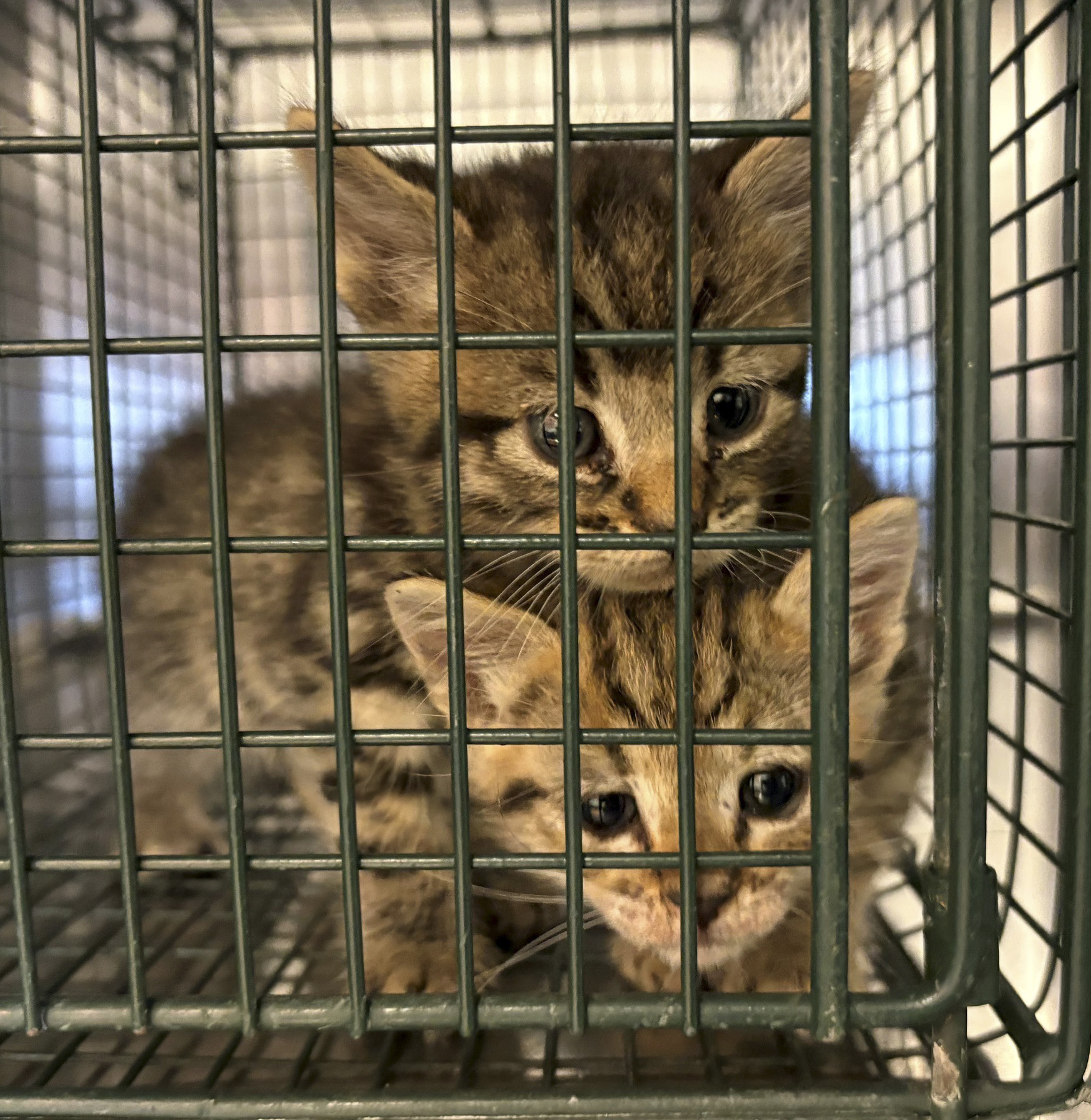 Pet